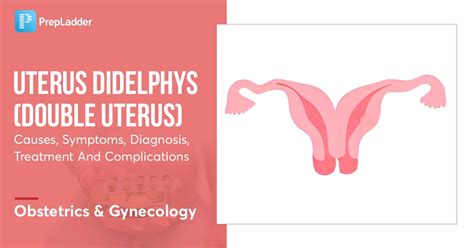 two vaginas|Uterine Didelphys: Causes, Symptoms, and Treatment